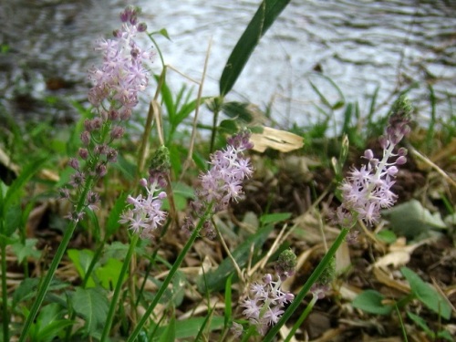 球根 鱗茎 の分球と種子の散布で増えるため大きな群落を作るツルボの花 自然観察の振返り 13 キジカクシ科の植物 第4回 しろうと自然科学者の自然観察日記 楽天ブログ