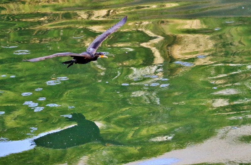 P95A0394 (800x529).jpg