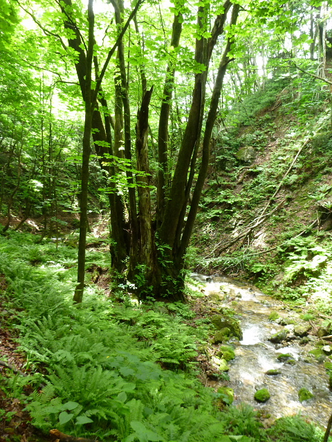 渓流の森1.jpg
