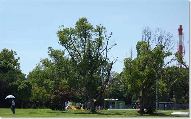 83遊具もあるようです