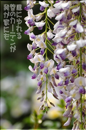 080412fuji2