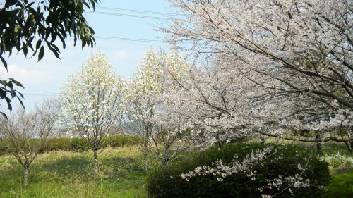 ハクモクレンと桜 (2).JPG