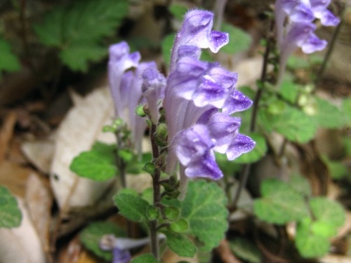 コバノタツナミの花 初夏 5月中旬 の高尾山での自然観察 その8 しろうと自然科学者の自然観察日記 楽天ブログ