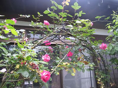 IMG_ed21.JPG