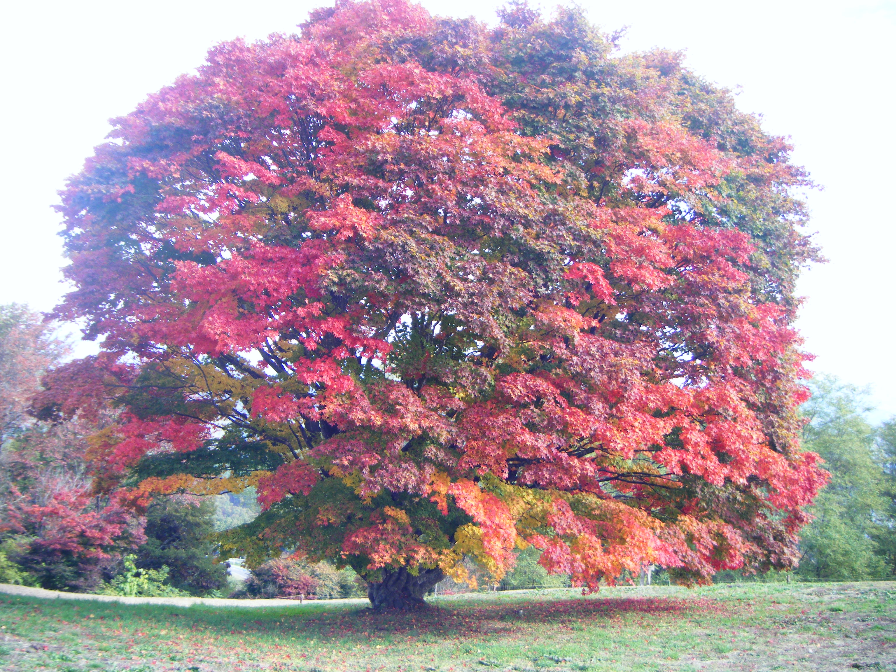 2012_10310008.JPG