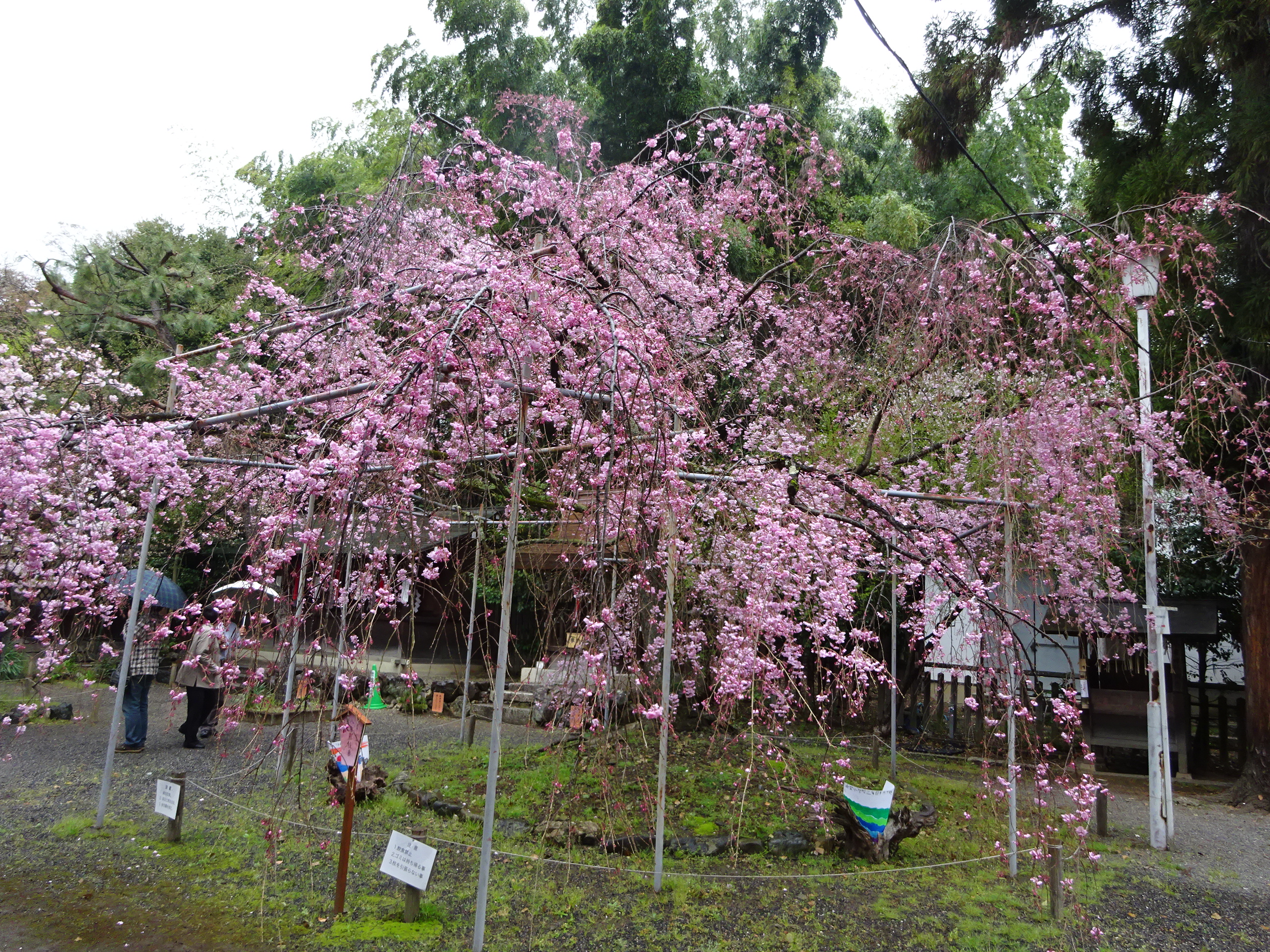 平野神社 (12).JPG