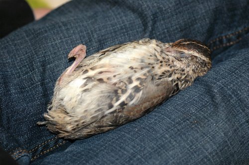 リラーーックス