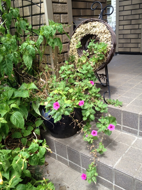 IMG_2140 (480x640).jpg