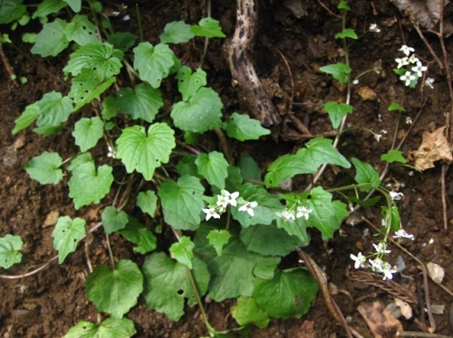 直径1センチほどの白い4弁花ユリワサビの花 春 3月末 の高尾山での自然観察 その22 しろうと自然科学者の自然観察日記 楽天ブログ