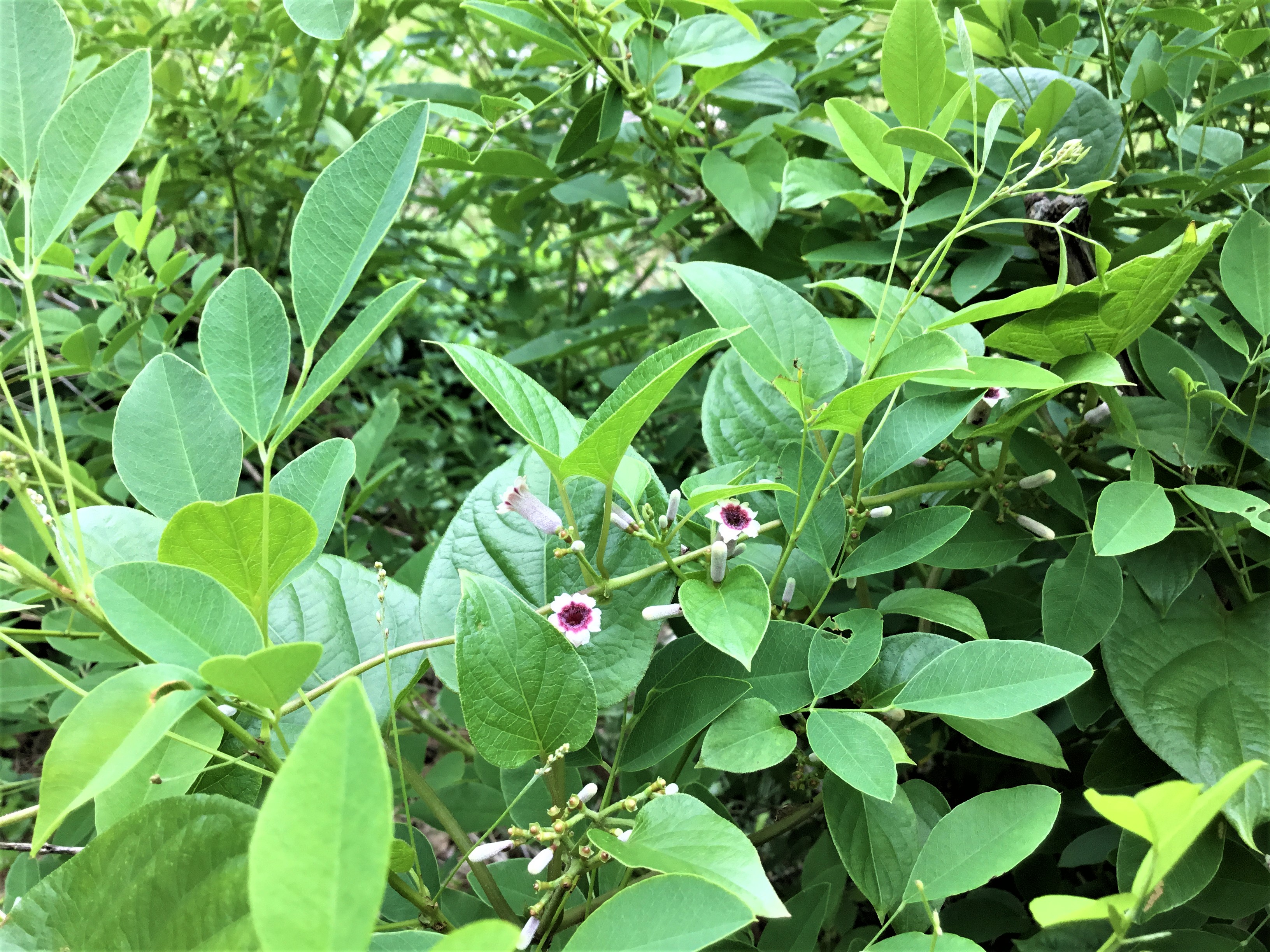 2018.7.12 萩にまきつく　ヘクソカズラの花.JPG