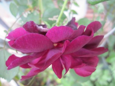 IMG_rui104.JPG