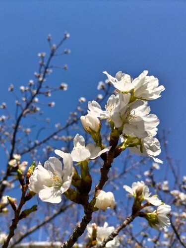 白い桜咲き始め2023.JPG