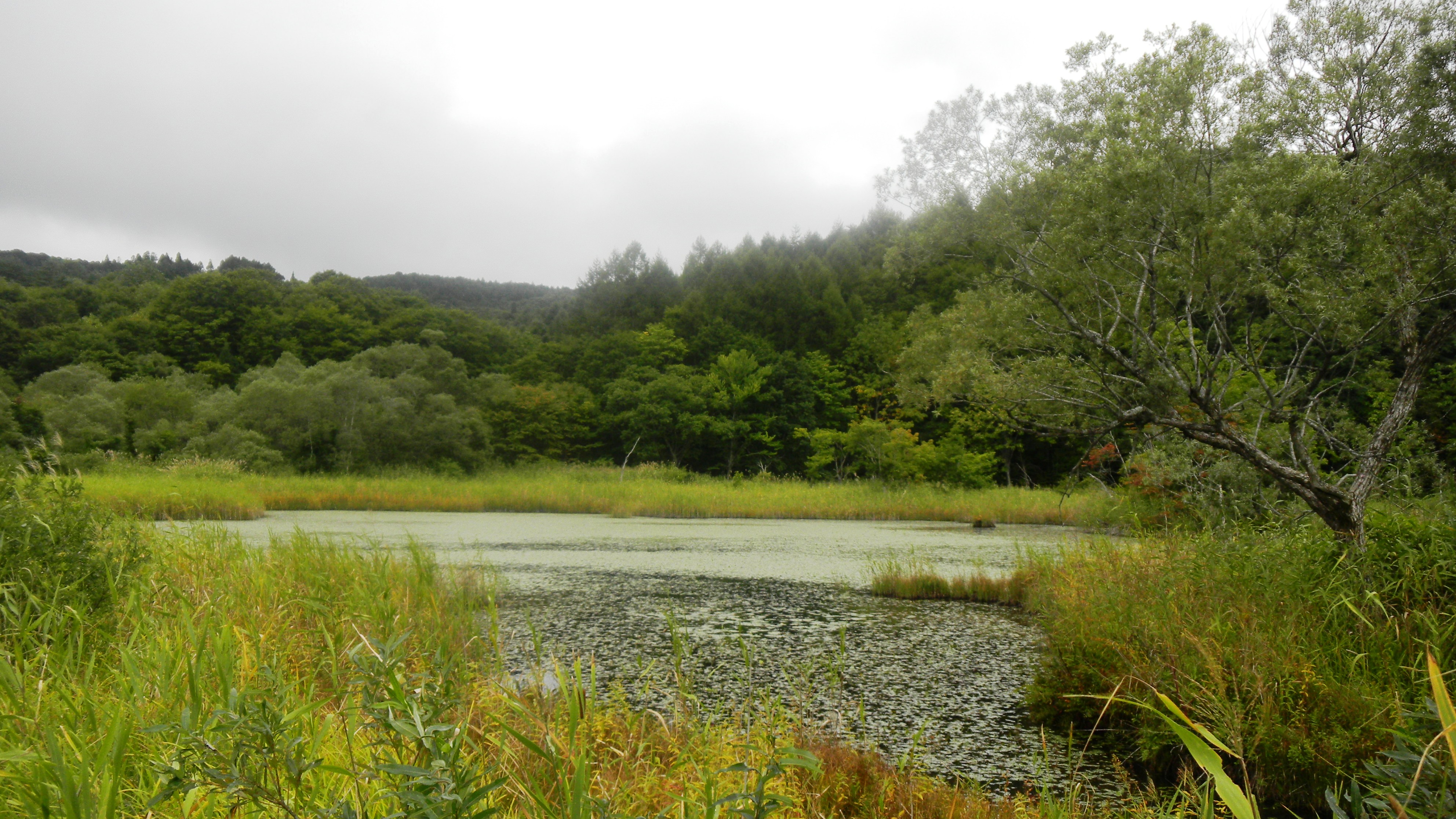 013県道６４号線沿いの沼 (3).JPG