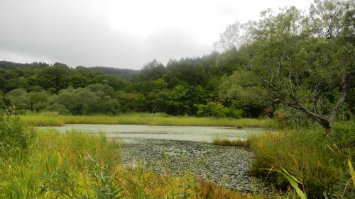 013県道６４号線沿いの沼 (3).JPG