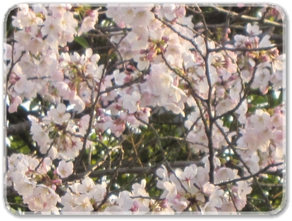 ４月４日わが家の桜_2207.jpg