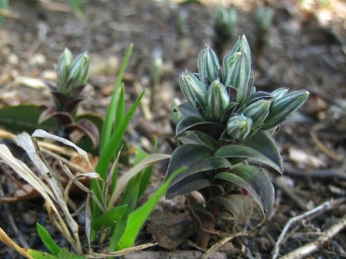 フデリンドウの青紫の小さな花 フデリンドウの名は 花の閉じた形が筆の穂先に似ていることから名づけられました しろうと自然科学者の自然観察日記 楽天ブログ