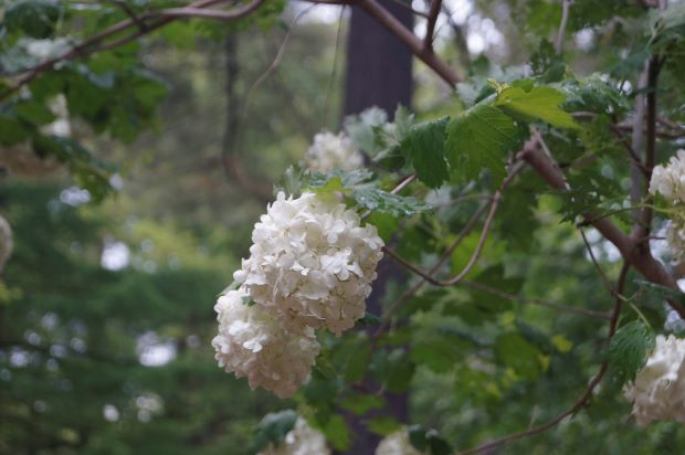 _DSC0548.JPG
