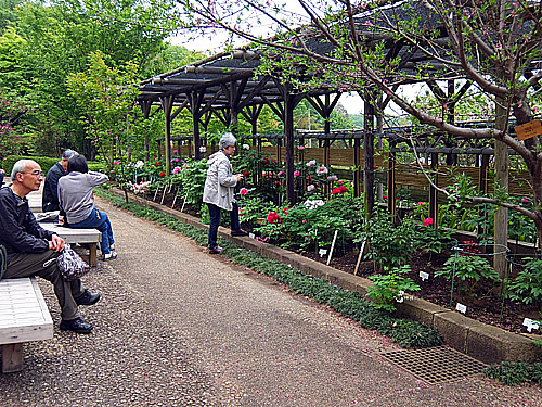 町田牡丹園2016年4月1.jpg