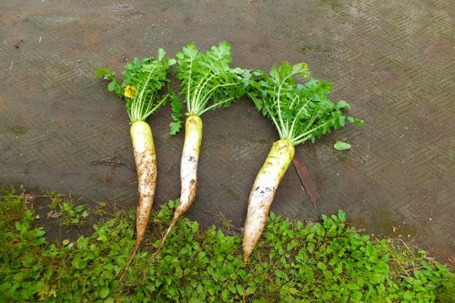 2014.06.08  今がピークの野菜畑 005.jpg