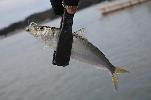 showPhoto (640×426)