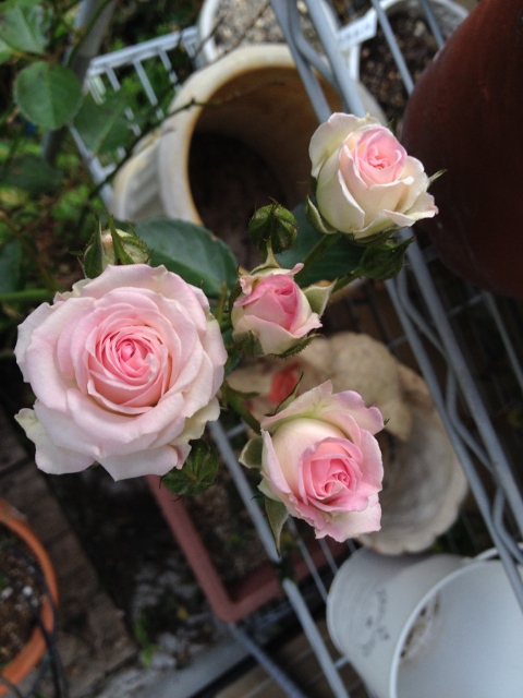 IMG_8959 (480x640).jpg