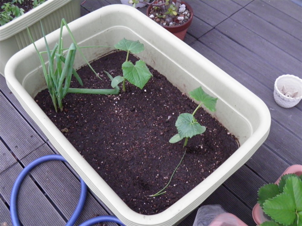 キュウリを植えました.jpg