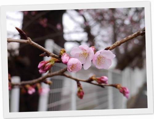 2021-02-26桜２ 大寒桜3.jpg