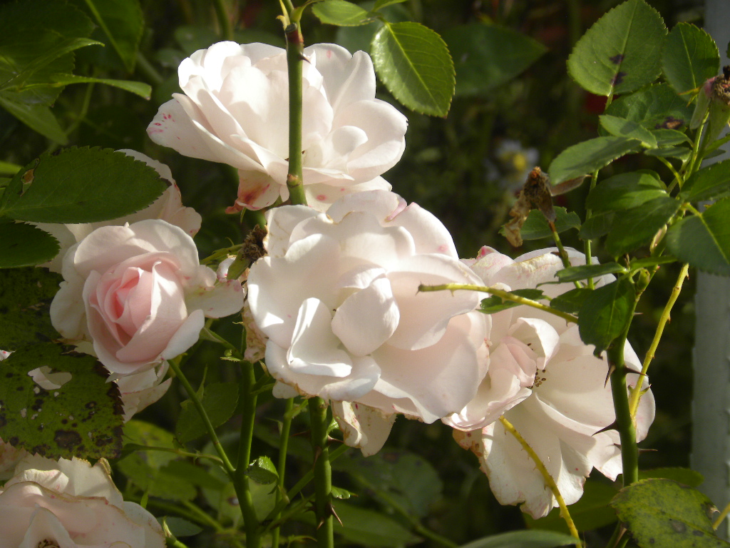 DSCN9478.JPG