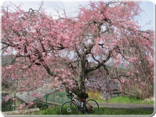 2725古木の桜_2725.jpg