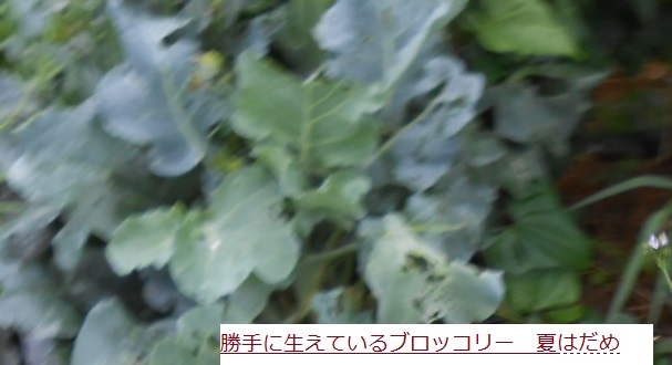 C:\fakepath\ふろこり.JPG