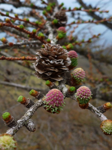 木の花201306303.jpg