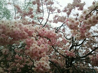 ☆八重桜アップ.JPG