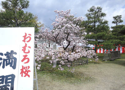 10.00　おむろ桜s.jpg