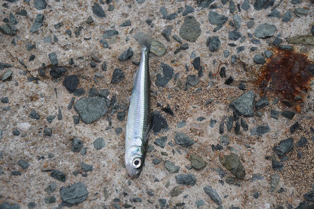 showPhoto (640×426)