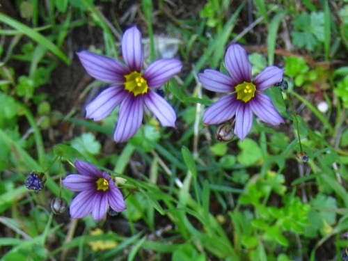 道ばたで紅紫色の花をたくさん見かけたニワゼキショウの花 5月末の静岡県富士宮市 田貫湖周辺での自然観察 その12 しろうと自然科学者の自然観察日記 楽天ブログ