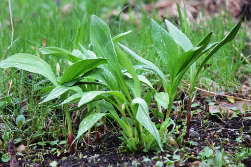 2011.5.15 ギョウジャニンニク.JPG