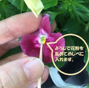 パンジーの花粉を探して 交配させてみました 顕微鏡観察 晴れ ときどき手作り 楽天ブログ