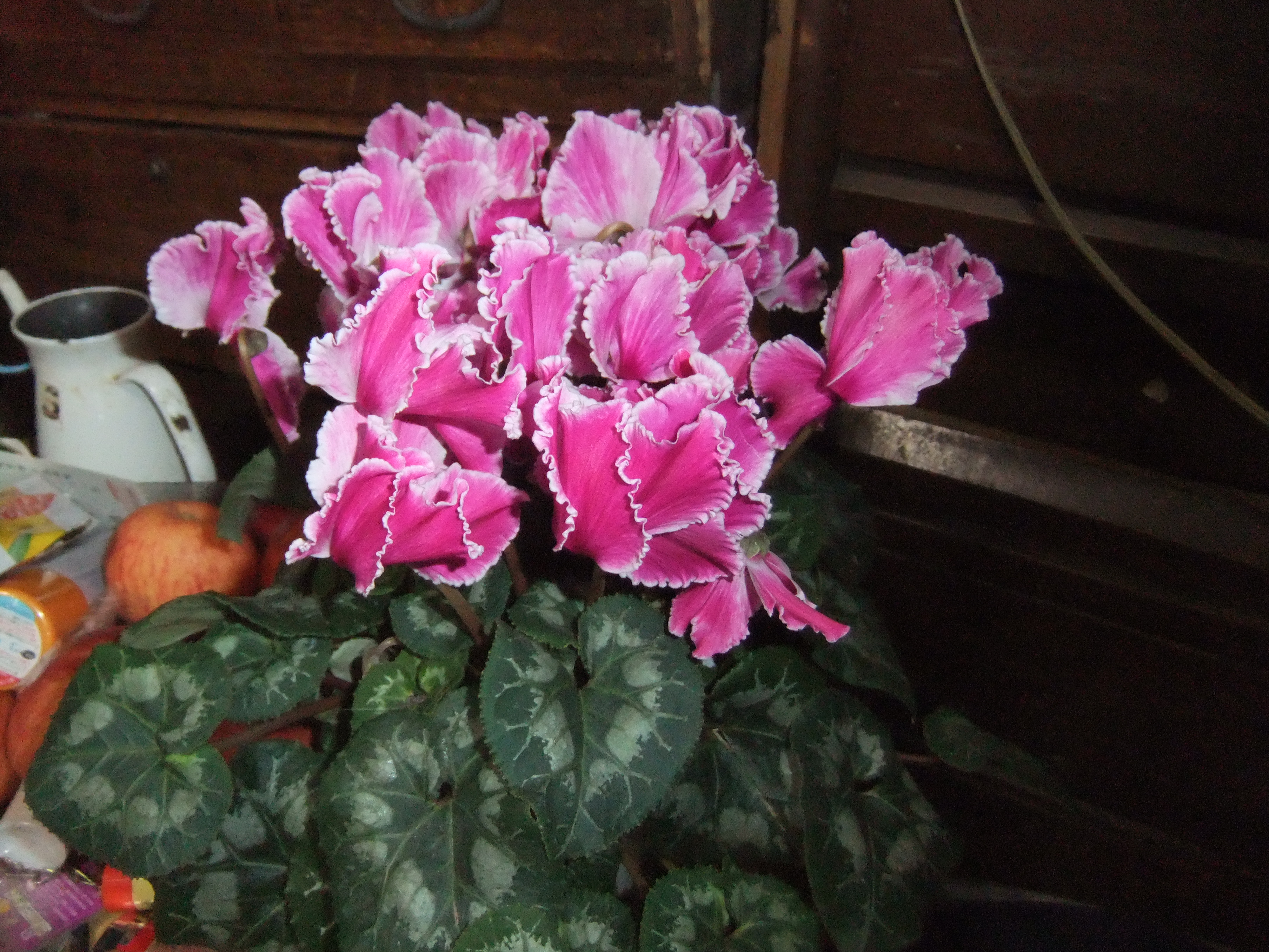 DSCF7784.JPG