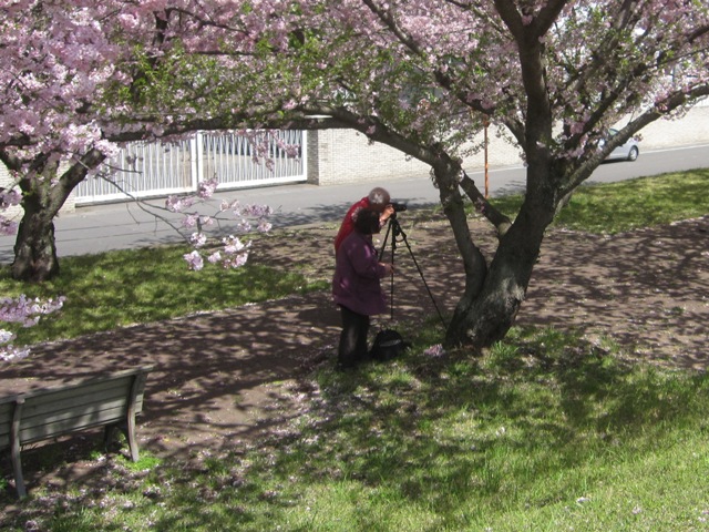 思川桜６.jpg