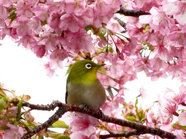 カンザクラ6・河津桜.JPG