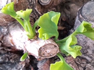 イチョウの新芽2016