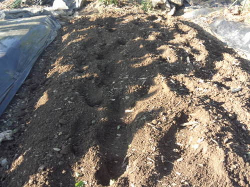 04堆肥と消石灰を混和