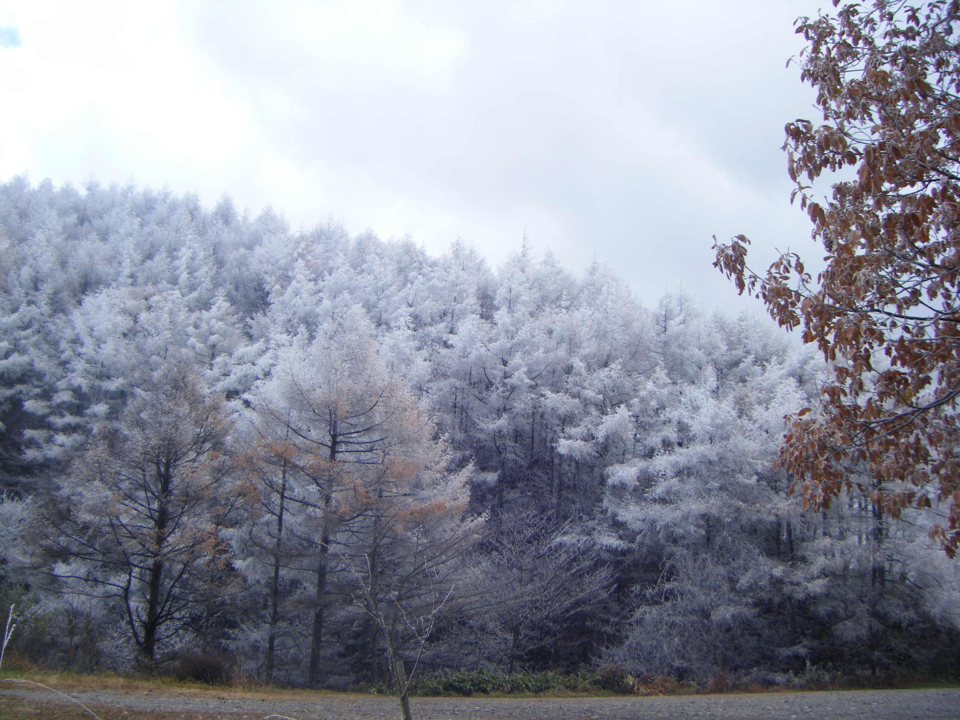 2012_11210011.JPG