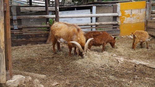 20150420 11300401.JPG