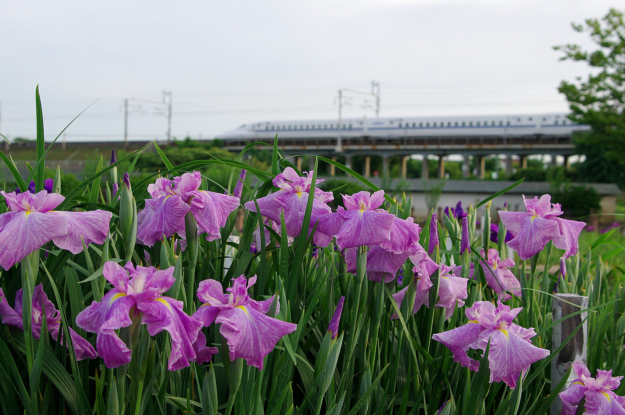 一宮花しょうぶ(1).jpg