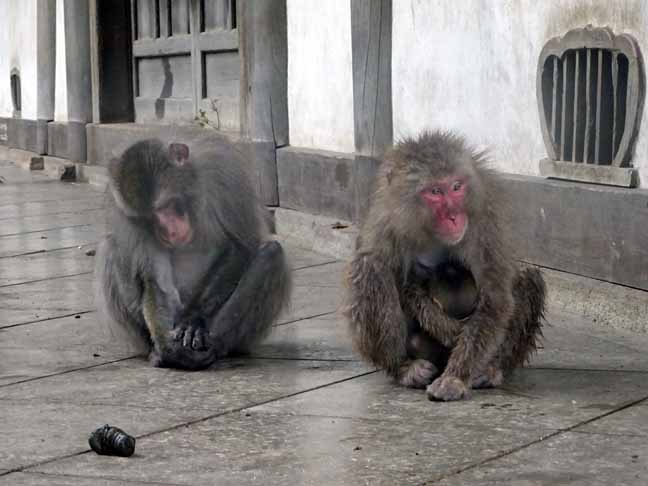 雨の日の猿君 (7).JPG