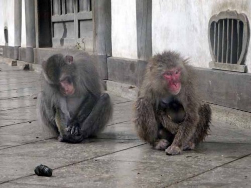 雨の日の猿君 (7).JPG