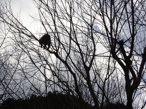 ナンチュウの恋 (8).JPG