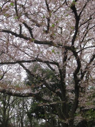 桜の大木.JPG
