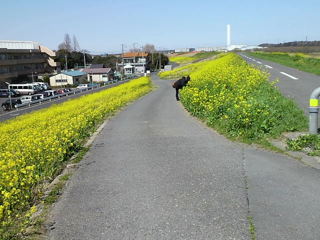 ３月２１日菜の花〜２.jpg